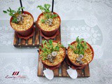 Enticing Edible Flower Pot Salad with Abalone ( 鲍鱼花盆沙拉 )