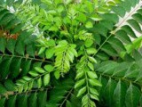 471: Kariveppallai Kuzhambhu/Tangy Curry Leaves Kuzhambhu