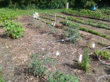 Waiting (Impatiently) on a Garden and Pesto Pasta Salad