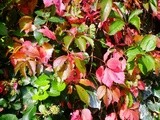 What's in season: october