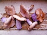 Wood blewits: the most beautiful mushroom of all