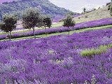 Lavender fields forever