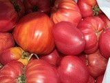 Sauce Tomate Bio à l'Origan