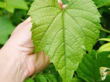 Foraging for Wild Grape Leaves