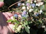 Bumper Crop Blueberry Pie