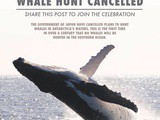 Feel the goodness again: Whale hunt cancelled