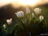 From Touraine to Corréze…and a spring salad with asparagus and quail eggs