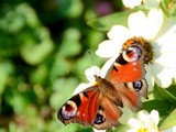Papillons d’ete(summer butterflies) and a wedding