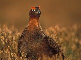 #324 Grouse