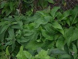 #357 Comfrey Leaf Fritters