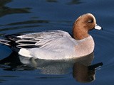 #363 Widgeon and Teal