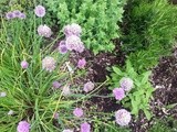 #397 Herb Jellies