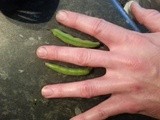 #398 Broad Beans in thier Pods