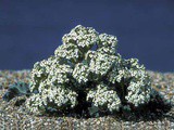 #412 Sea Kale