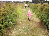 Family Fun - Pick Your Own Farm