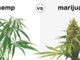 Hemp vs Marijuana