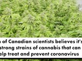 Scientists believe cbd (cannabis) could help prevent and treat coronavirus