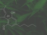 What is Organic cbd