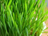 Wheatgrass - How To Grow Wheatgrass At Home