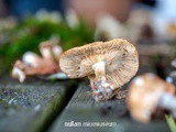 Herfst Bruschetta met Wilde Paddenstoelen