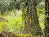 ~Malaysian Palm Oil