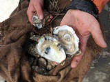 ~Oysters! ..from Whole Foods Market