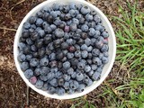 Beck Brothers Blueberries