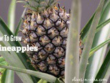 How to Grow Pineapples