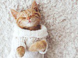Keeping Your House Clean When You Have Multiple Cats