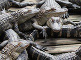 My Trip To Gatorland