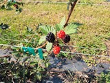 U-Pick Thornless Blackberries and Blueberries
