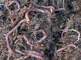 Kitchen Garden: Home Made Worm Farm