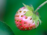 Strawberry Chia Smoothie