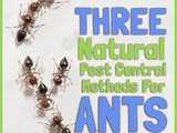 Three Natural Pest Control Methods for Ants