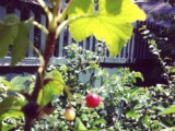 Gooseberries