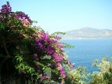 Delicious, Sun kissed Inspirations from Kalkan; Pasta with peppers, chili, garlic and tomatoes, in olive oil