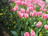 Spring in Istanbul; Tulips, Spectacular Chora Museum, Glorious Turkish Food and More