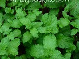 How to Grow Mint at Home in Pots-How to Grow Pudina