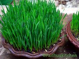 Wheat Grass-How to Grow Wheat Grass at Home