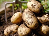 Crispy Sea Salt-crusted Parsley Jacket Potatoes