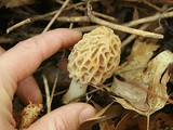 Delicious Savory Mushroom Casserole