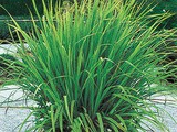 Free: Leeli Chai aka Lemon Grass