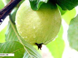 Health benefits of Guava aka Jamfal, Amrud