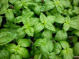 Risks Of Basil (Tulsi) During Pregnancy