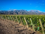 Life on a Mendoza Vineyard: The Casa de Uco Getaway