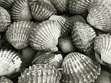 Cockles