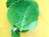 Karpooravalli | Omavalli | Ajwain Leaves Benefits for Cold and Cough