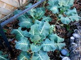 Baleful Bounty - Chopping Broccoli