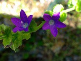 Wildflower Walkabout ~ Venus’ Looking Glass