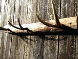 Diy Antler Decor